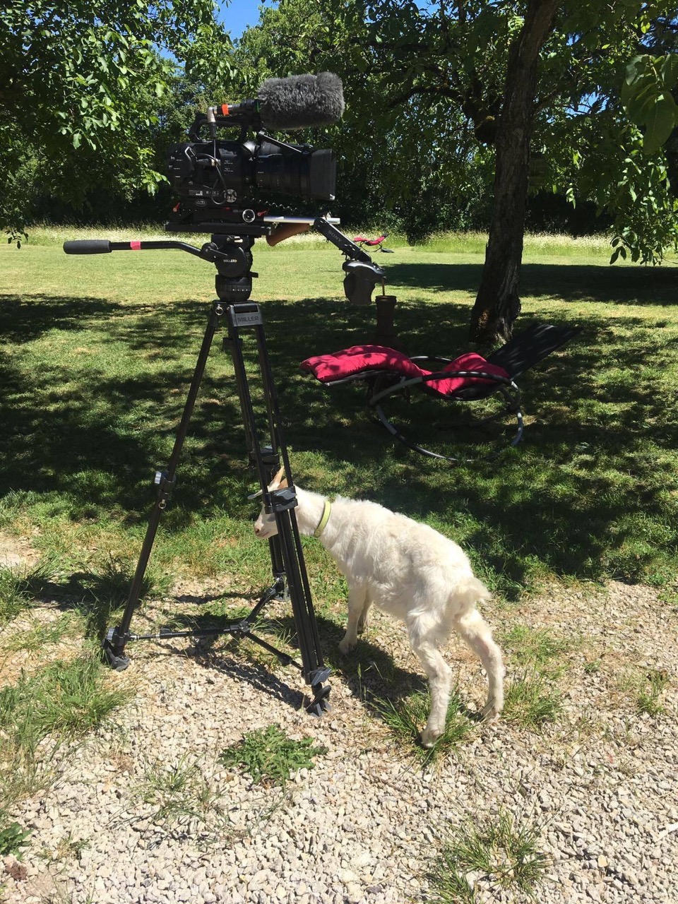 Barry the Goat rubbing against a camera tripod belonging to Channel 4 A New Life in the Sun